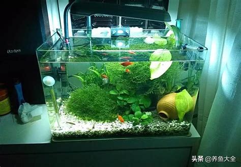 遺照擺放 小缸適合養什麼魚